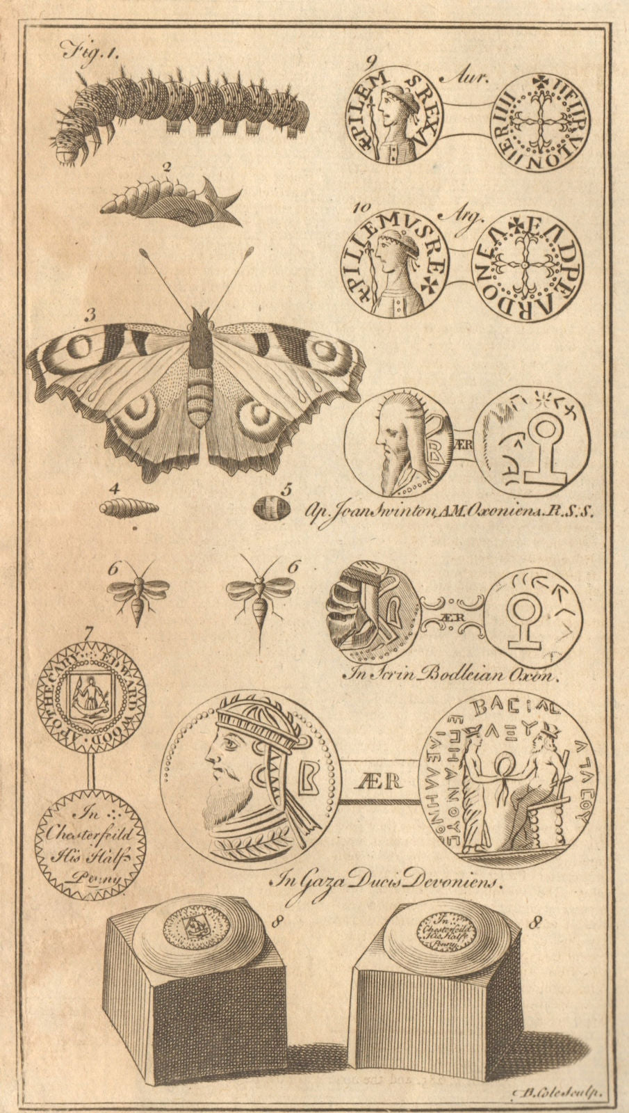 Nettle Caterpillar. Peacock's-eye Butterfly. Chesterfield. William pennies 1757